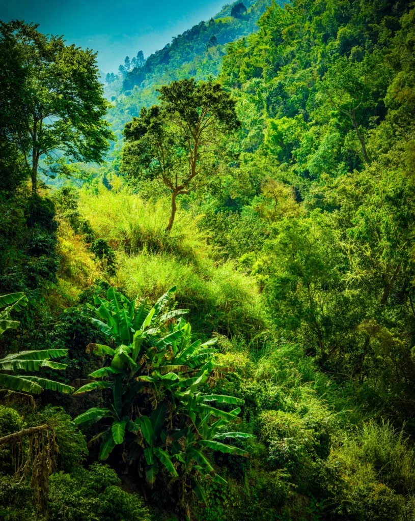 carnival-Carrousel-4x5-Jamaica-4